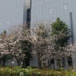 香川ファイブアローズVS湘南ユナイテッドBC GAME2観戦記　2024-2025レギュラーシーズン第28節