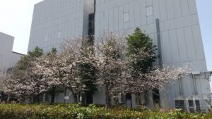香川ファイブアローズVS湘南ユナイテッドBC GAME2観戦記　2024-2025レギュラーシーズン第28節
