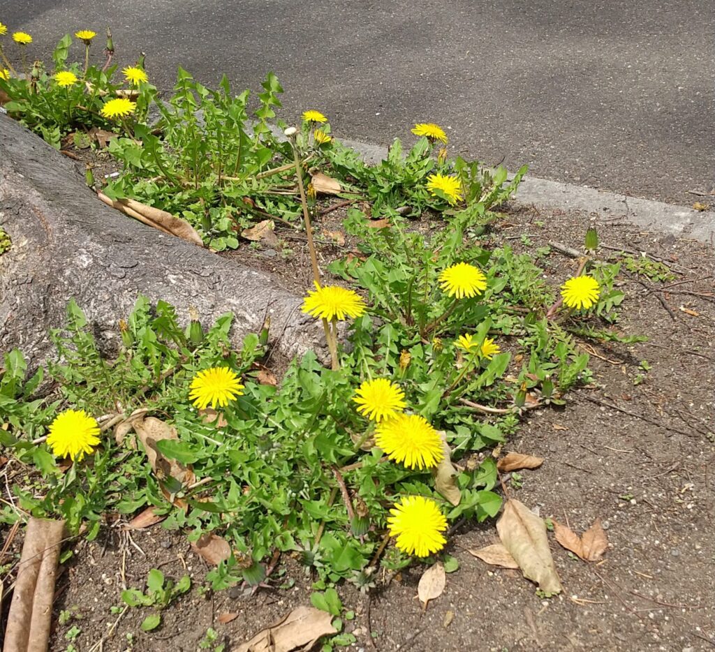 Dandelion　-タンポポにまつわるお話‐
