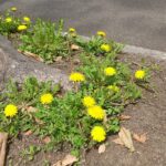 Dandelion　-タンポポにまつわるお話‐