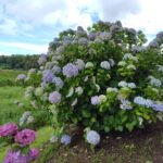 アジサイ見るならどこへ行く？香川県の紫陽花の名所！鴨部川あじさい夢ロードへ行ってみよう！【紫陽花】【見頃】