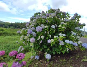 アジサイ見るならどこへ行く？香川県の紫陽花の名所！鴨部川あじさい夢ロードへ行ってみよう！【紫陽花】【見頃】