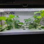 水耕栽培キットで簡単に家庭菜園を始めよう！【育児】