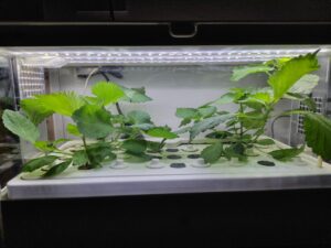 水耕栽培キットで簡単に家庭菜園を始めよう！【育児】