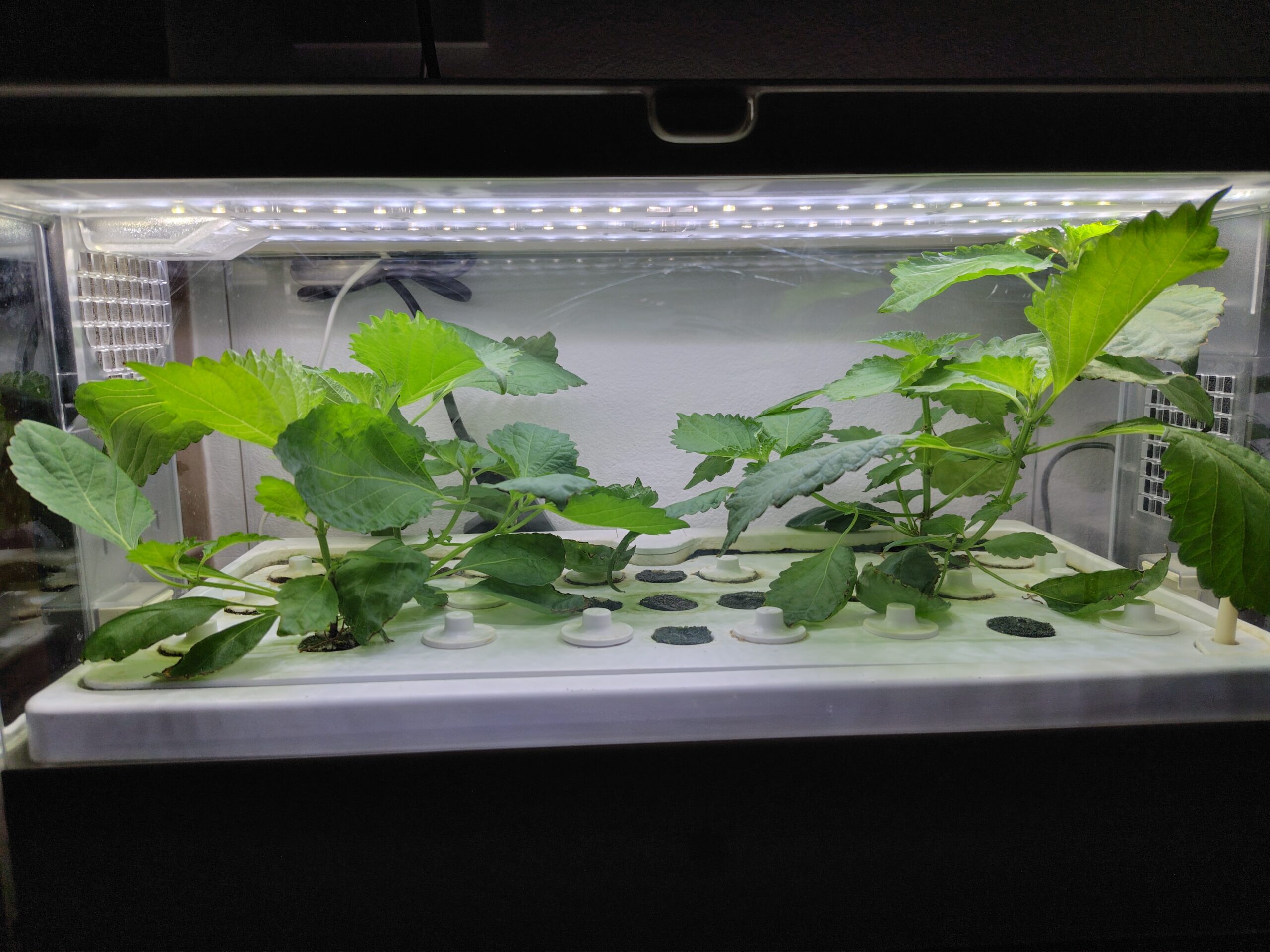 水耕栽培キットで簡単に家庭菜園を始めよう！【育児】