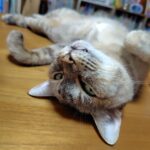 普通のサラリーマンの株式資産公開(5か月目)