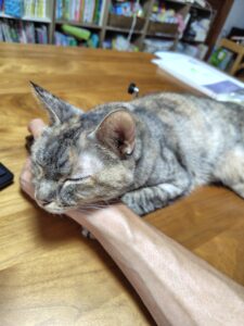 【捨て猫問題】キジトラ猫の事