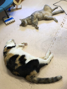 8月8日は「世界猫の日」！猫飼育のメリット・デメリットそれぞれ5選をご紹介します！