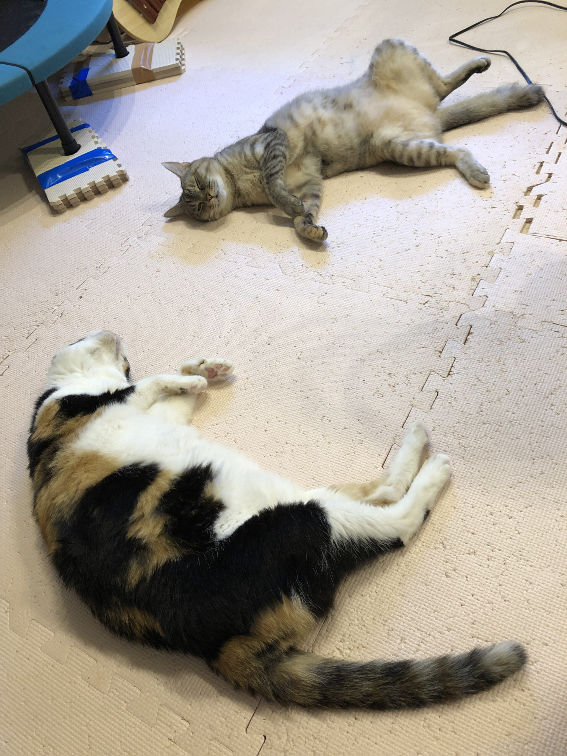 8月8日は「世界猫の日」！猫飼育のメリット・デメリットそれぞれ5選をご紹介します！