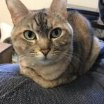 【高齢猫飼育】私が経験した猫の病気のご紹介【腎臓病】【甲状腺機能亢進症】【肥満細胞腫】