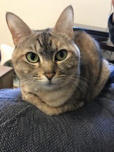 【高齢猫飼育】私が経験した猫の病気のご紹介【腎臓病】【甲状腺機能亢進症】【肥満細胞腫】