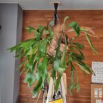 ビカクシダを育てよう！【コウモリラン】【観葉植物】【マンション】