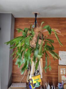 ビカクシダを育てよう！【コウモリラン】【観葉植物】【マンション】