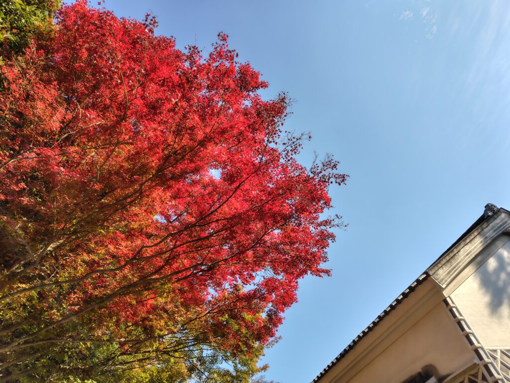 【紅葉】四国村ミウゼアムを満喫する【観光】