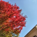 【紅葉】四国村ミウゼアムを満喫する【観光】