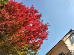 【紅葉】四国村ミウゼアムを満喫する【観光】