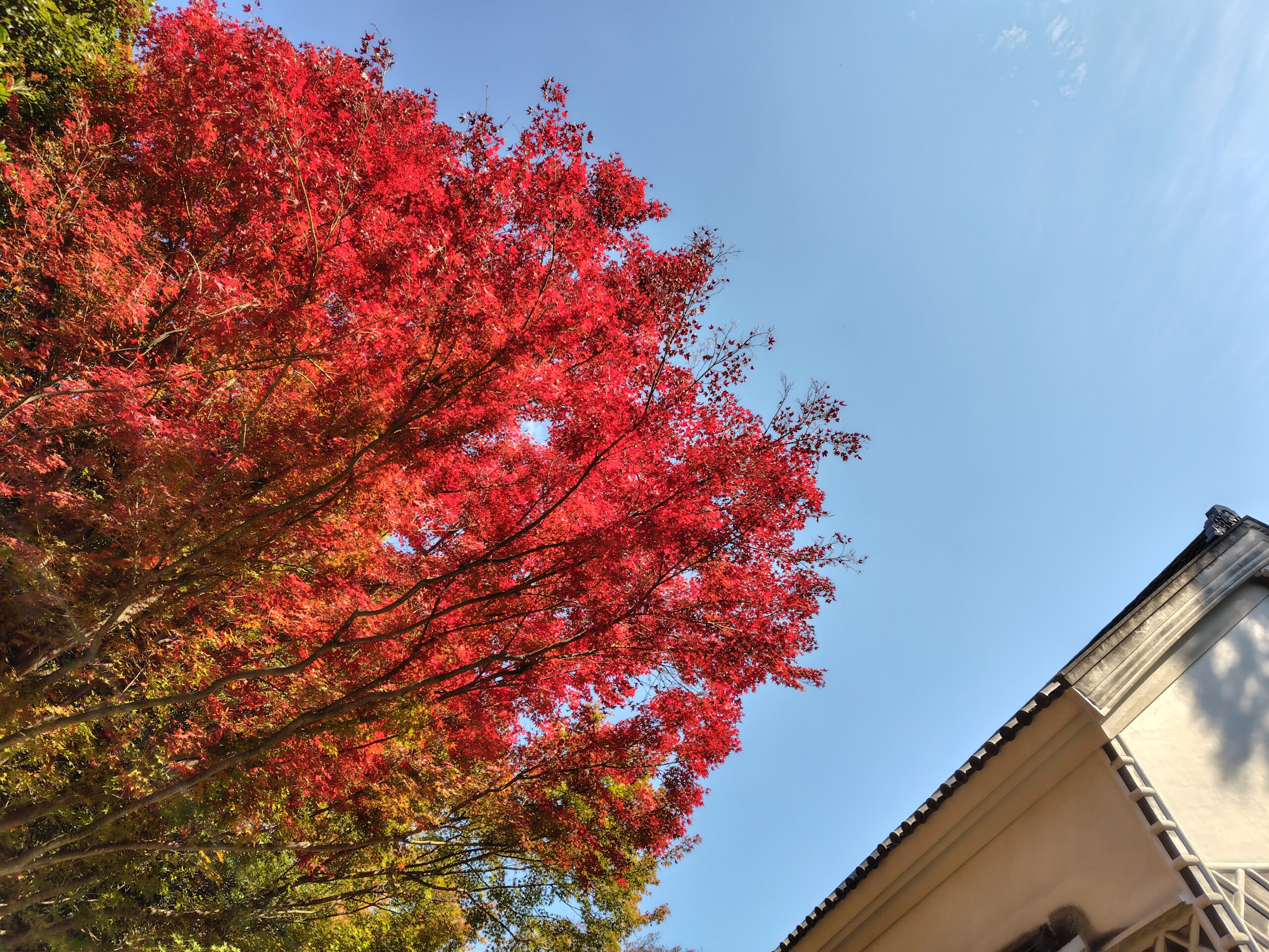 【紅葉】四国村ミウゼアムを満喫する【観光】