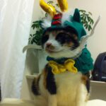 普通のサラリーマンの株式資産公開(8か月目)