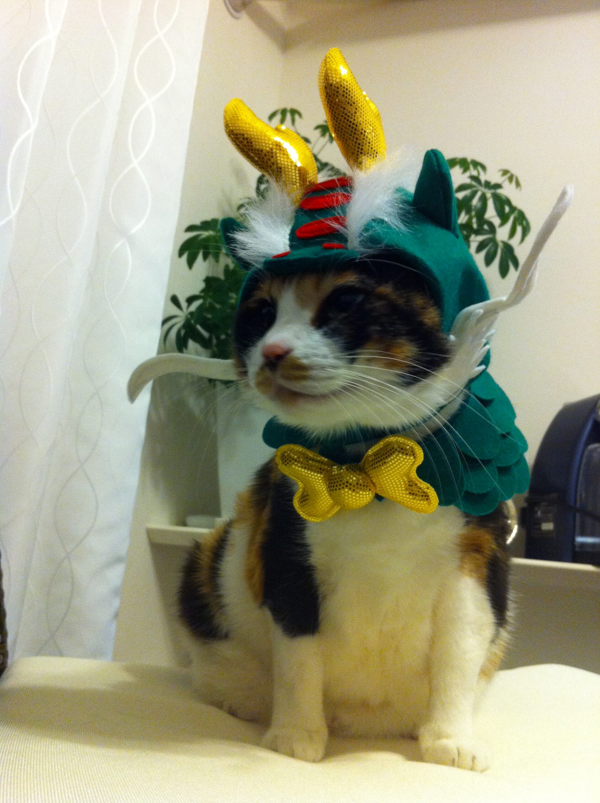 普通のサラリーマンの株式資産公開(8か月目)