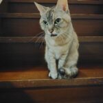 【新NISA】360万円以上はどうする？私の2026年投資方針【特定口座】