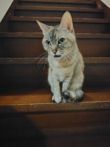 【新NISA】360万円以上はどうする？私の2026年投資方針【特定口座】