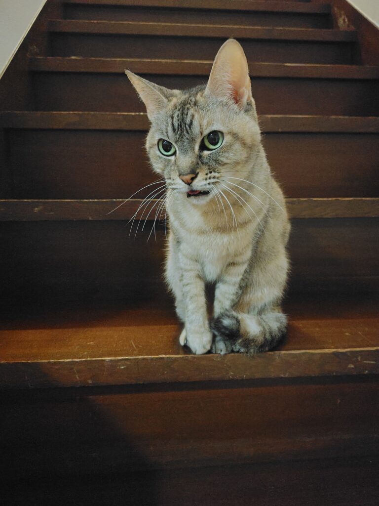 【新NISA】360万円以上はどうする？私の2026年投資方針【特定口座】