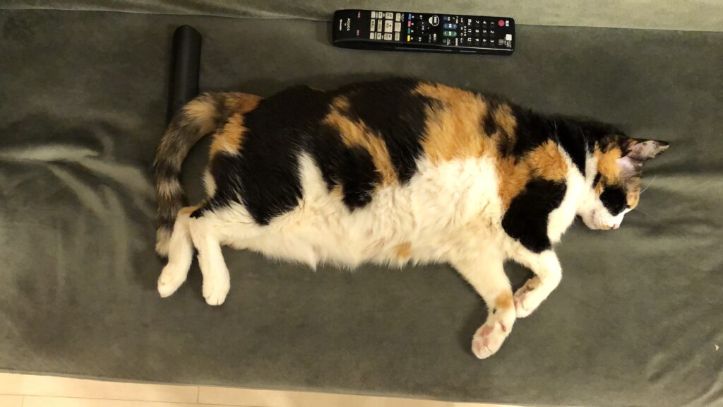 2025年の振り返りと来年の目標