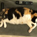 2025年の振り返りと来年の目標