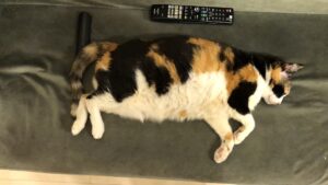 2025年の振り返りと来年の目標