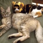 【ブログ運営】ブログ開始から約9か月。「副業としてブログ」の実体験報告【定点報告】