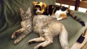 【ブログ運営】ブログ開始から約9か月。「副業としてブログ」の実体験報告【定点報告】