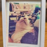 猫を飼うという事