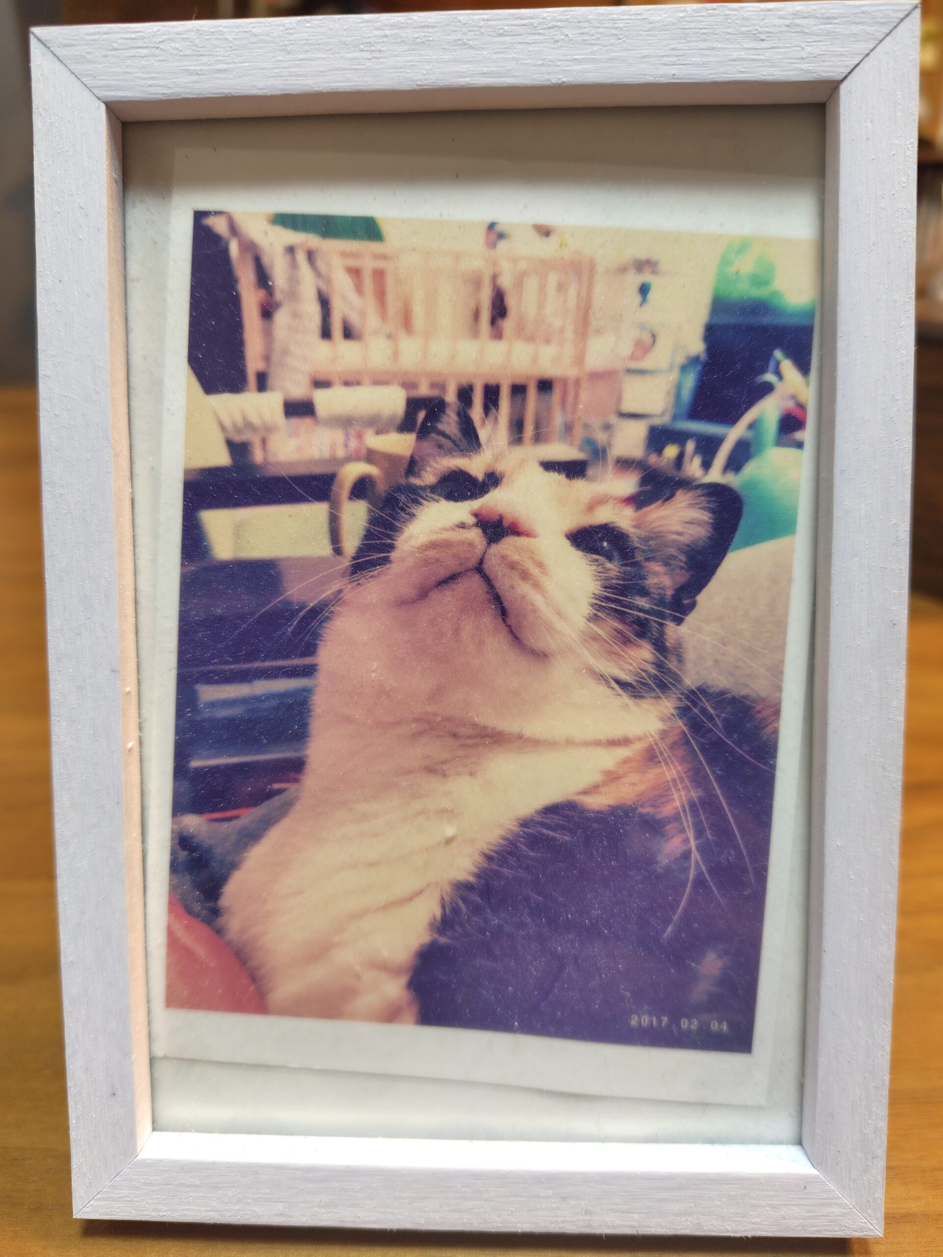 猫を飼うという事