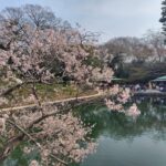 【桜の季節】特別名勝　栗林公園へ行こう！【観光名所】