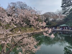 【桜の季節】特別名勝 栗林公園へ行こう!【観光名所】