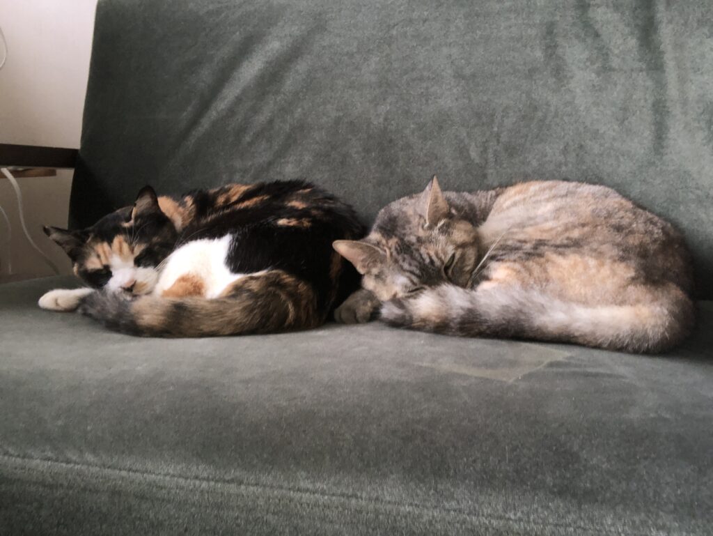 【ブログ運営】ブログ開始から約1年。「副業としてブログ」の実体験報告【定点報告】