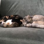 【ブログ運営】ブログ開始から約1年。「副業としてブログ」の実体験報告【定点報告】