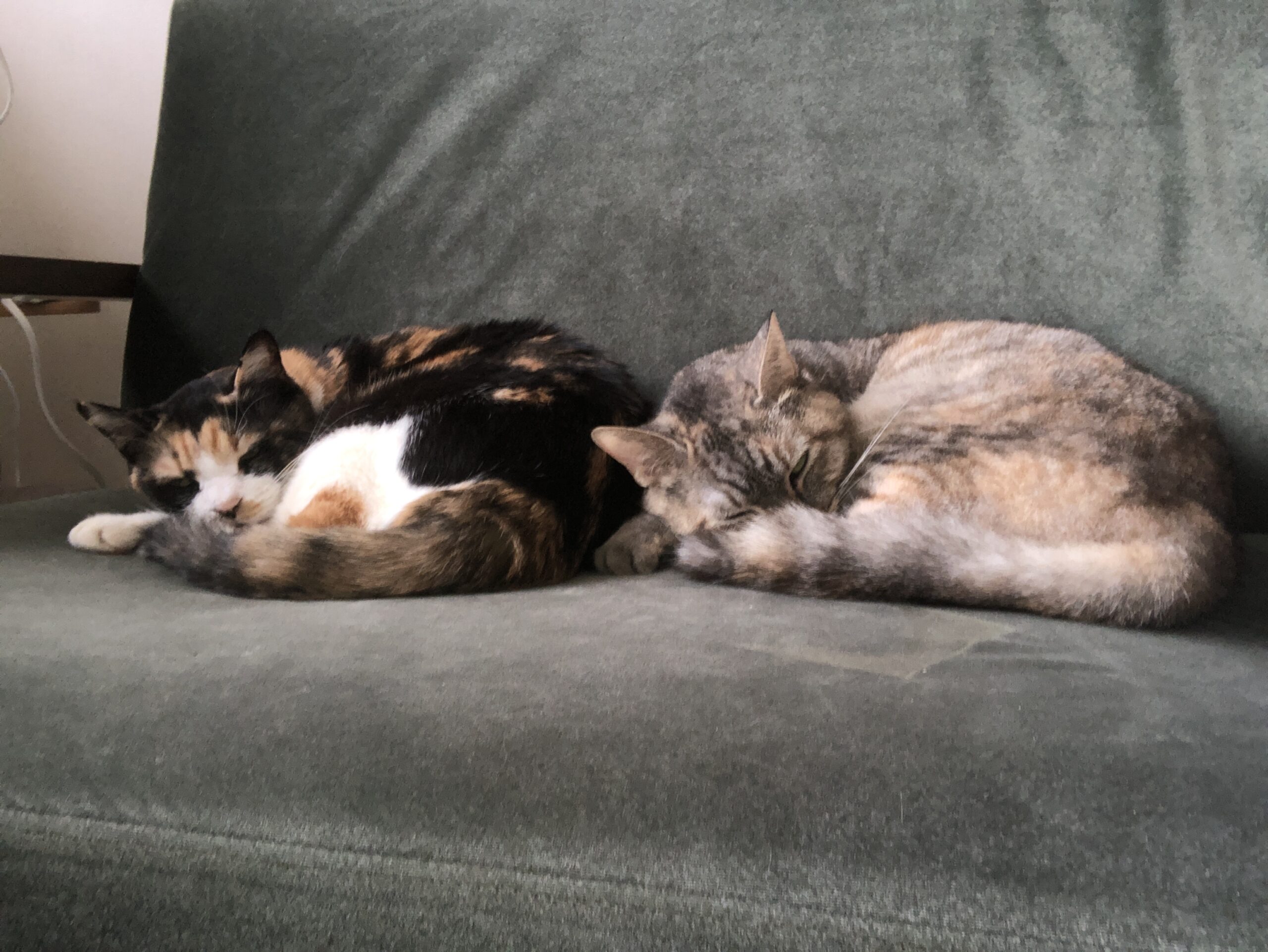 【ブログ運営】ブログ開始から約1年。「副業としてブログ」の実体験報告【定点報告】