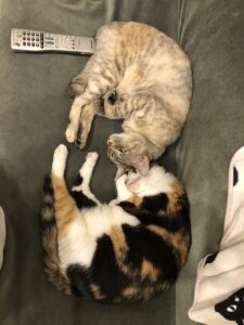 普通のサラリーマンの株式資産公開(12か月目)