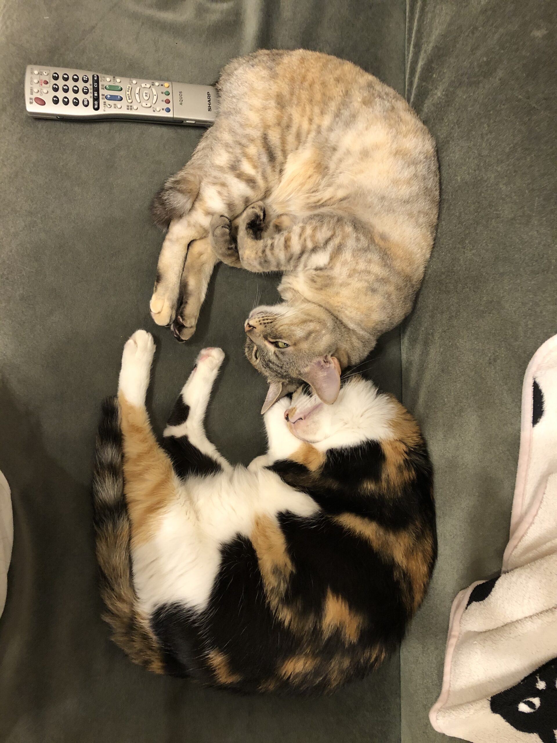 普通のサラリーマンの株式資産公開(12か月目)