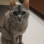 おめでとう！キジトラ猫！【14歳】