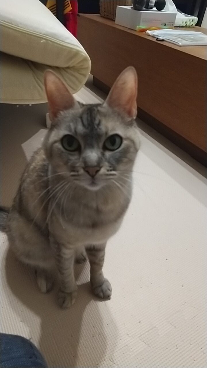 おめでとう！キジトラ猫！【14歳】