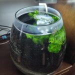 【金魚】アクアリウムを再開する