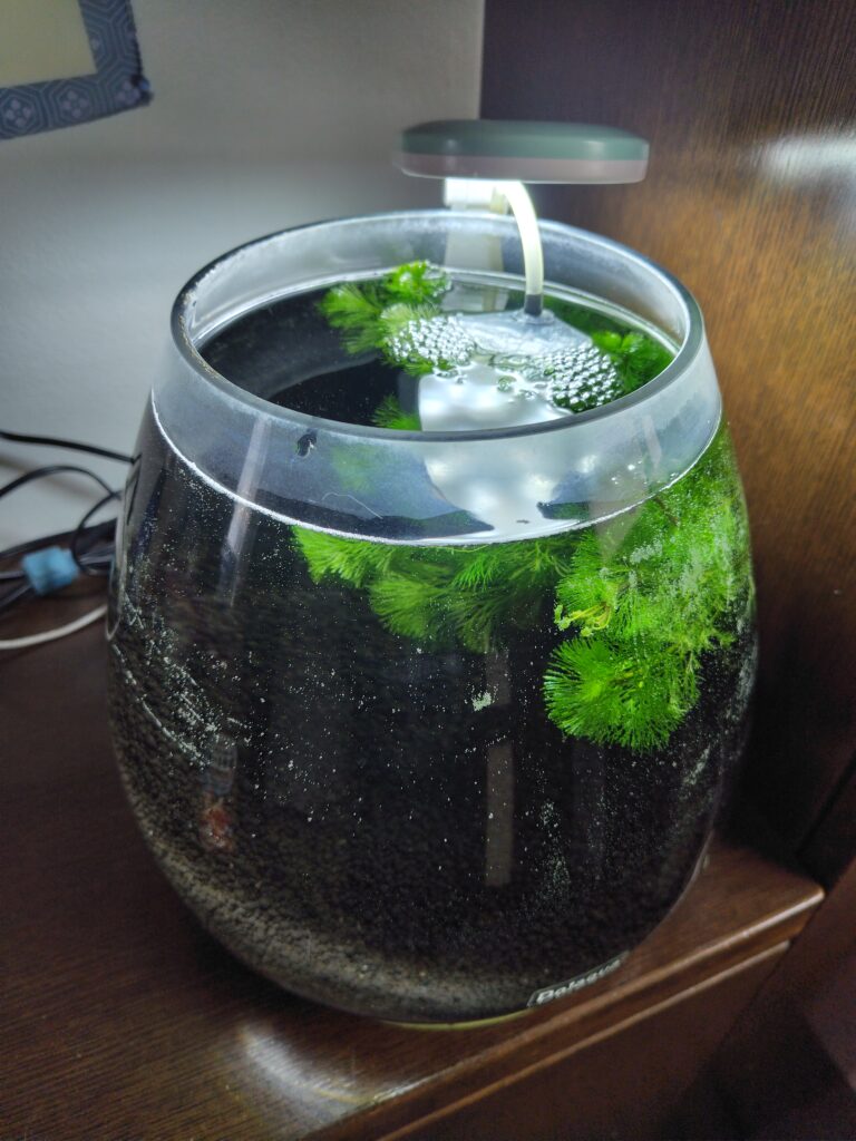 【金魚】アクアリウムを再開する