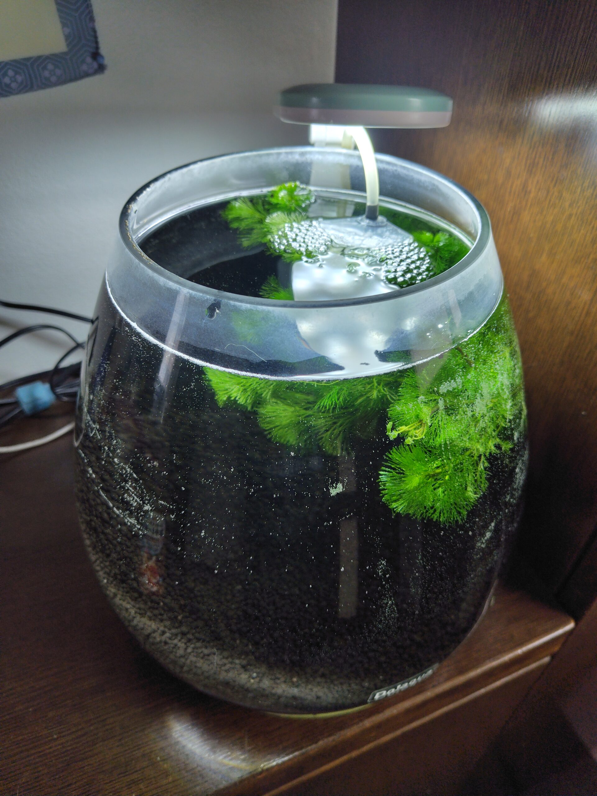 【金魚】アクアリウムを再開する