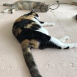 普通のサラリーマンの株式資産公開(13か月目)