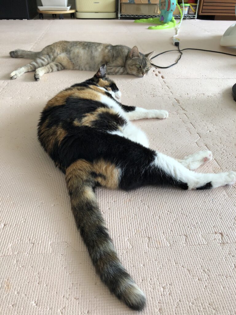 普通のサラリーマンの株式資産公開(13か月目)