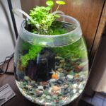 【アクアリウム】ピンポンパールとAIと