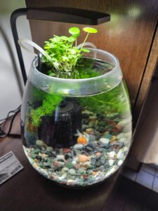 【アクアリウム】ピンポンパールとAIと