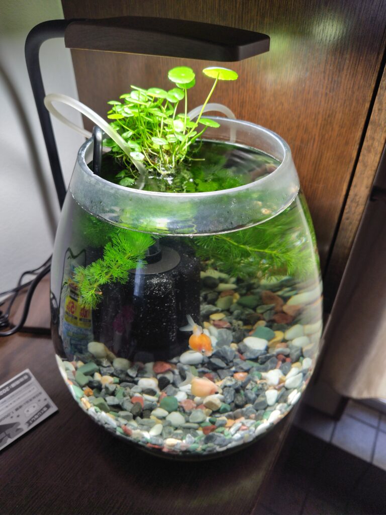 【アクアリウム】ピンポンパールとAIと